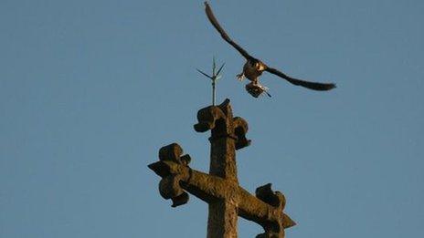 Peregrine falcon over Lincoln Cathedral