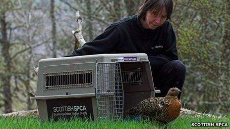 Capercaillie released