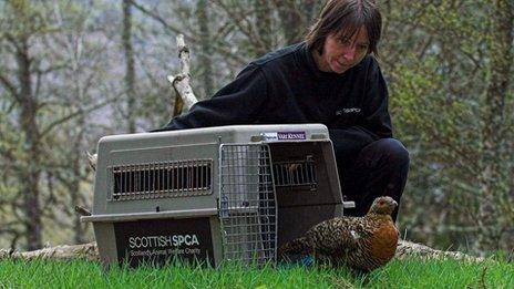Capercaillie released