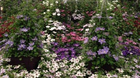 Raymond Evison Clematis exhibit at the Chelsea show