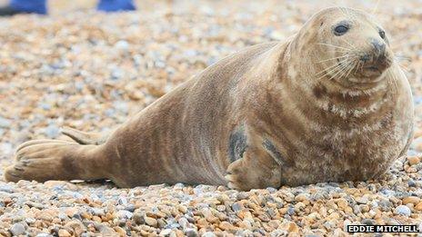 Grey seal on Seaford beach