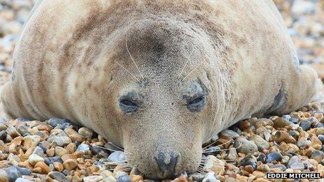 Grey seal on Seaford beach