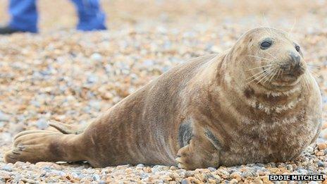 Grey seal on Seaford beach