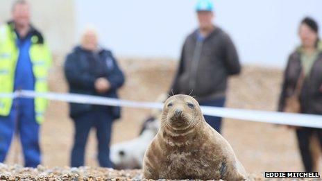 Grey seal on Seaford beach