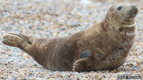 Grey seal at Seaford beach