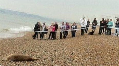 Grey seal and crowd at Seaford beach