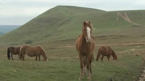 Abandoned horses on Manmoel Common