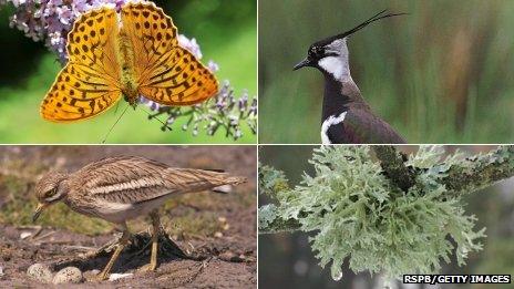 Clockwise: Silver-washed Fritillary butterfly, lapwing, lichen on a tree and a stone curlew