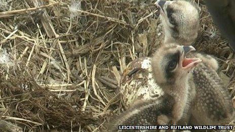 Two of the young osprey chicks