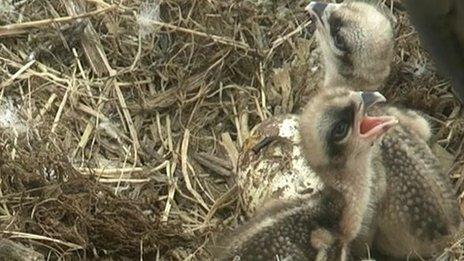 Two of the young osprey chicks