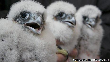 Three peregrine chicks in Nottingham