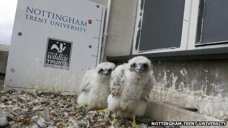 Two peregrine chicks in Nottingham