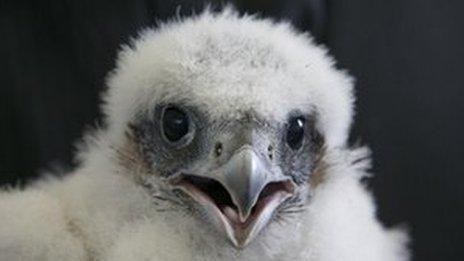 Peregrine chick