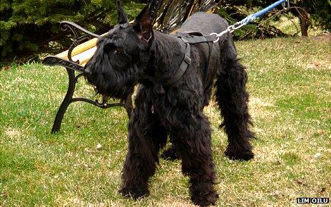 Lim Oilu's Giant Schnauzer, Kaiser