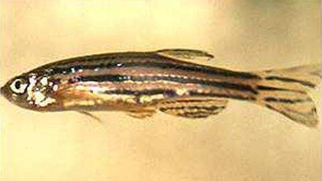 Zebrafish