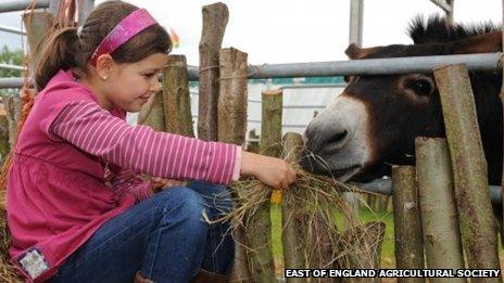 Girl feeding donkey