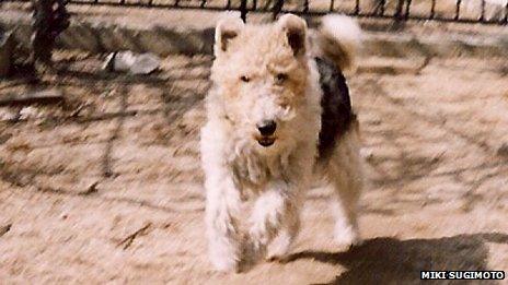 Wire-haired fox terrier Rocky running in Miki Sugimoto's yard