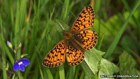 Pearl-Bordered Fritillary