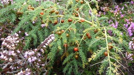 Wild asparagus