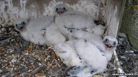 Chichester Cathedral peregrine falcon chicks