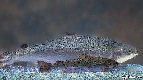 Transgenic salmon next to a non-transgenic salmon of the same age