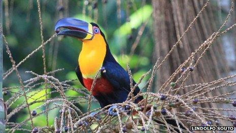 Channel billed toucan