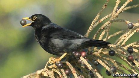 Yellow-legged thrush eating palm fruits