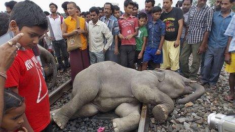 Elephant on tracks