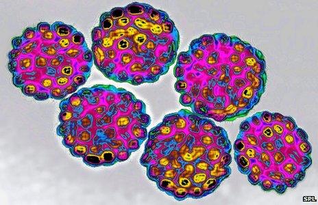 HPV (Human papillomavirus)