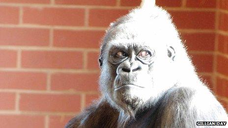 Ozala female gorilla