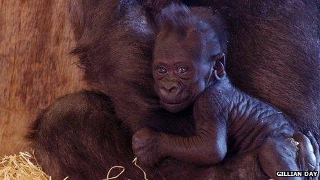 Lope baby gorilla