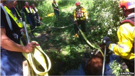 Cow being rescued from river