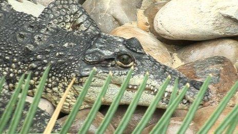 A crocodile in the new enclosure