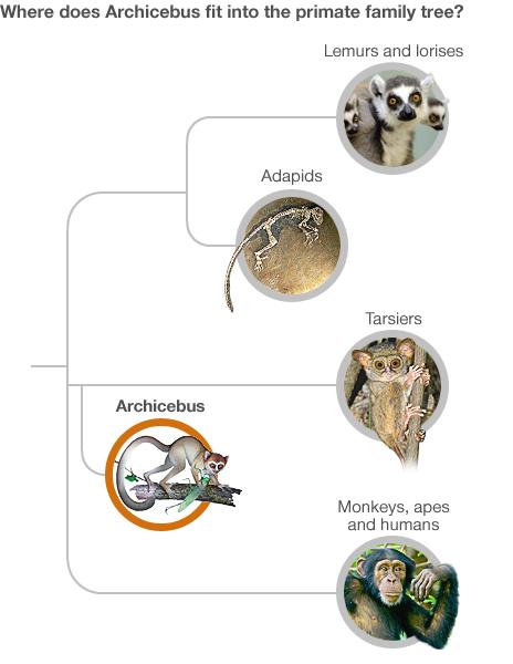 Primate family tree