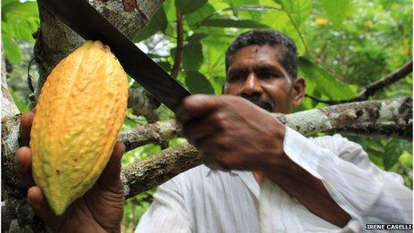 A cocoa farmer cuts down a pod from a cocoa tree