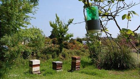 Asian Hornet trap by honeybee hives in Guernsey