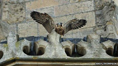 Peregrine falcon chick fledging