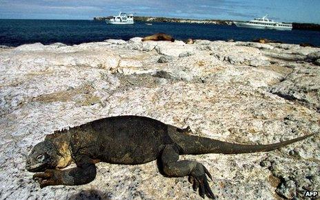 An iguana rests on a rock with tourist boats in the background