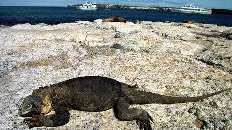 An iguana rests on a rock with tourist boats in the background