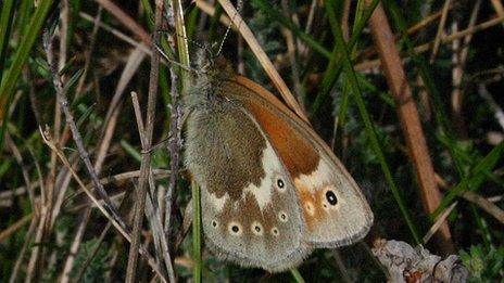 Large heath butterfly