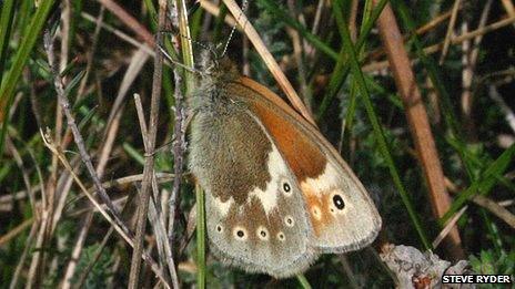 Large heath butterfly