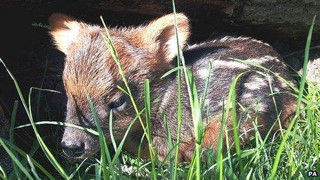 Baby pudu, the World"s smallest species of deer, born at Bristol Zoo