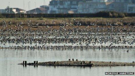 Brownsea Island Lagoon