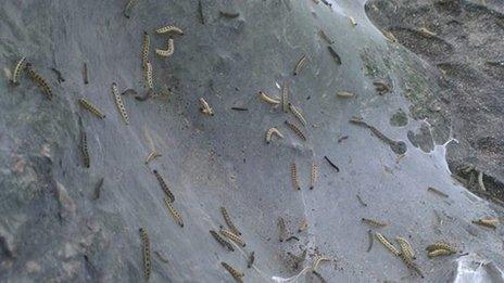 Damage to tree caused by ermine moths