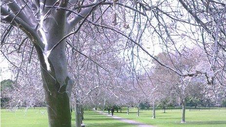 Damage to trees caused by ermine moths