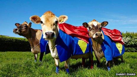 Jersey cows in capes