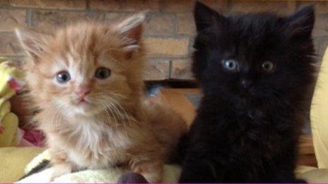 Stinky (left) and Rosie, the rescued kittens