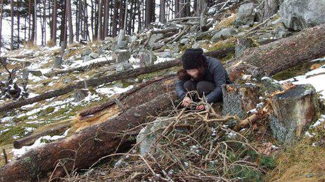 Felled tree which it is claimed white-tailed eagles had been building a nest in