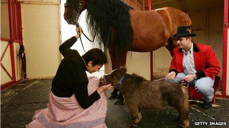 World's smallest horse, 2006