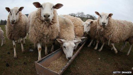 Sheep in Brecon Beacons